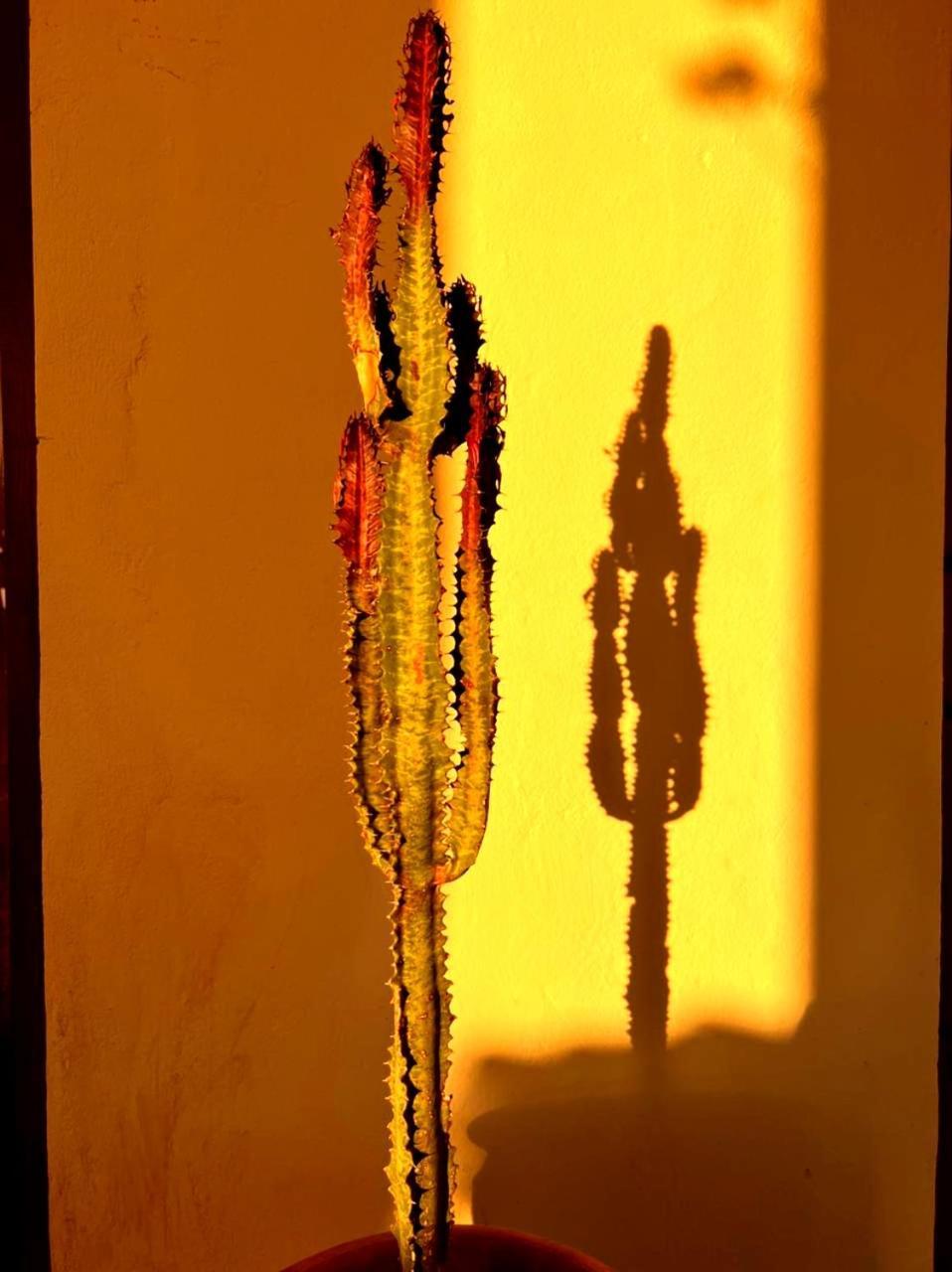 Guest house Terrasses Vertes Essaouira